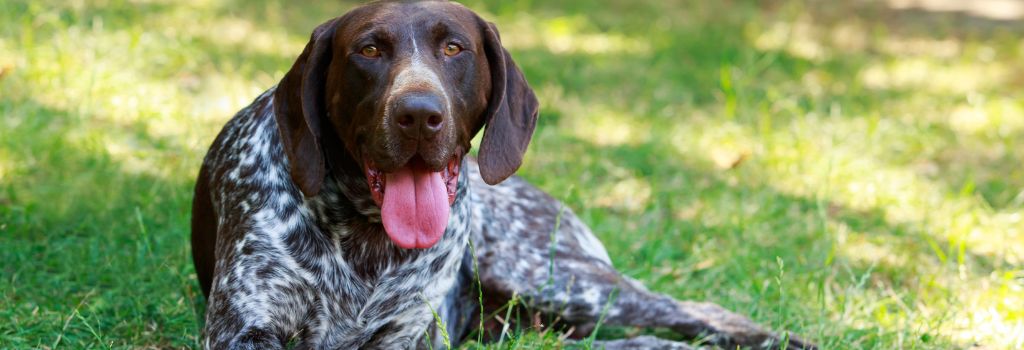 Pointer, GeniusVets Breeds 1