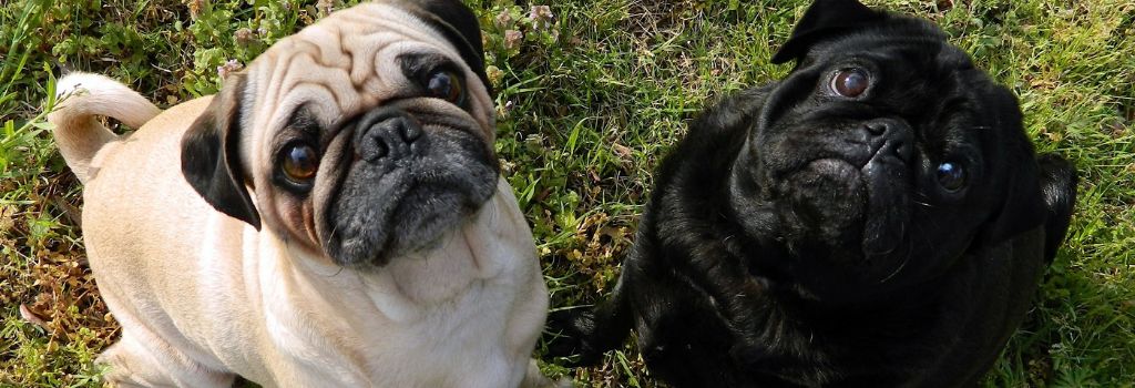 Pug, GeniusVets Breeds 2