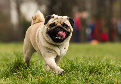 Pug, Geniusvets 4.