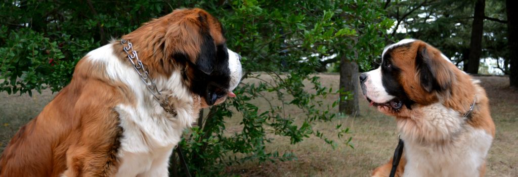 Saint Bernard, GeniusVets Breeds 1
