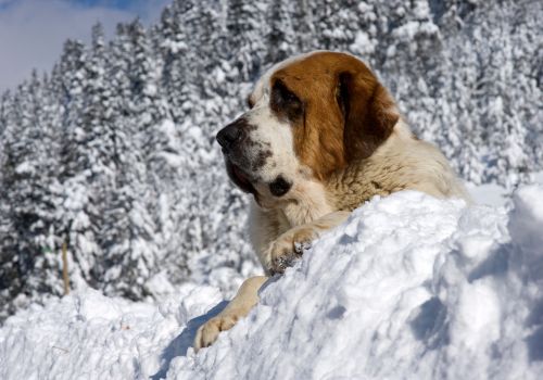 Saint Bernard, Geniusvets 4.
