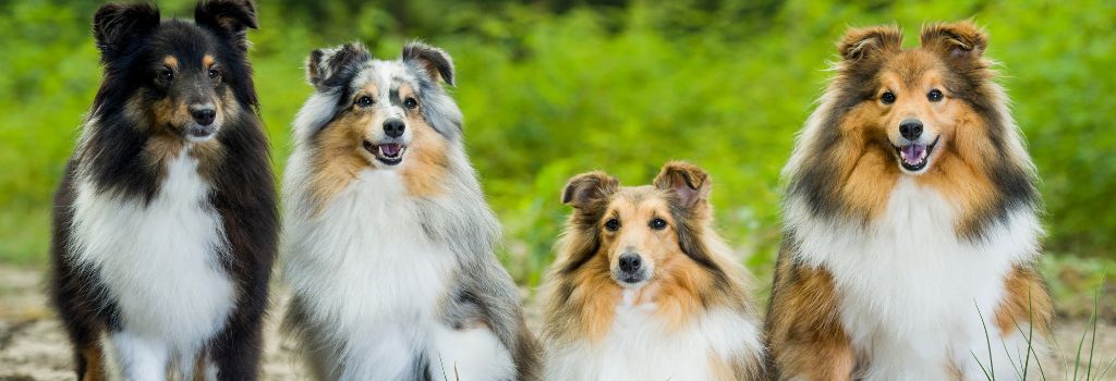 Shetland Sheepdog, GeniusVets Breeds 2