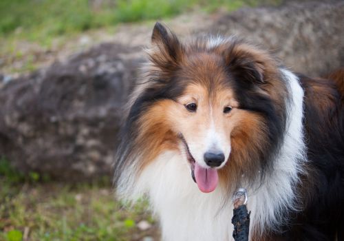 Shetland Sheepdog, Geniusvets 3.