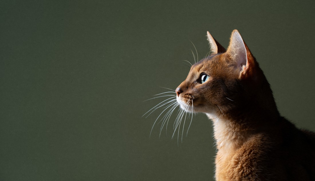 Green Cat Slider Image
