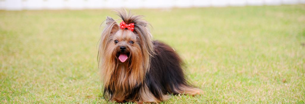 Yorkshire Terrier, GeniusVets Breeds 2