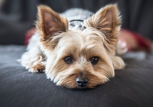 Yorkshire Terrier, Geniusvets 3.