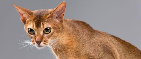 Abyssinian Cat Breed Abyssinian Cat Breed