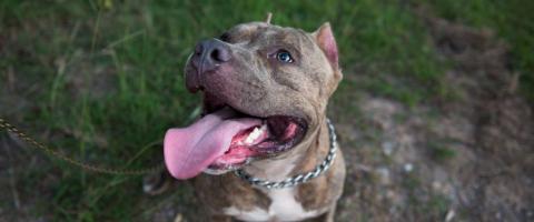 American Staffordshire Terrier American Staffordshire Terrier