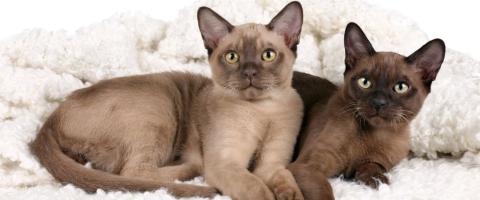 Burmese Cat Breed Burmese Cat Breed