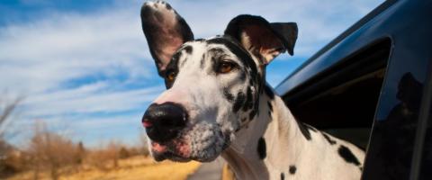 Harlequin Great Dane with head out of car window. Harlequin Great Dane with head out of car window.