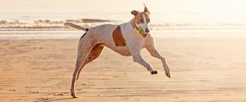 Greyhound running on beach Greyhound running on beach