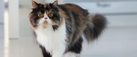 Persian Cat Breed Persian Cat Breed