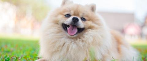 Tan Pomeranian smiling at camera Tan Pomeranian smiling at camera