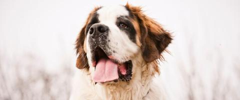 Saint Bernard Dog Breed Saint Bernard Dog Breed