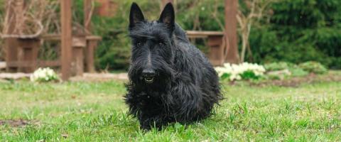 Scottie Terrier Scottish Terrier Breed