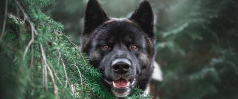 Akita Breed Image Akita Breed Image