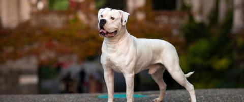 American Bulldog breed information. American Bulldog breed information.
