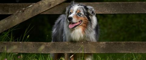 Australian Shepherd Dog Breed Information Australian Shepherd Dog Breed Information