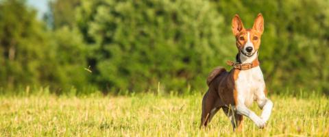Basenji running in field. Basenji running in field.