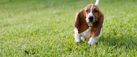 Basset Hound breed information. Basset Hound breed information.