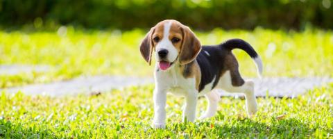 Beagle in field, breed information. Beagle in field, breed information.