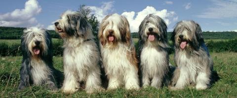 Bearded Collie breed guide Bearded Collie breed guide