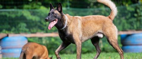 Belgian Malinois, breed guide. Belgian Malinois, breed guide.