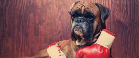 Boxer breed with gloves, GeniusVets breed library Boxer breed with gloves, GeniusVets breed library
