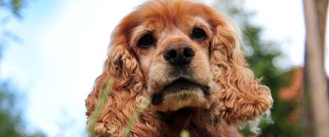 Cocker Spaniel breed guide Cocker Spaniel breed guide
