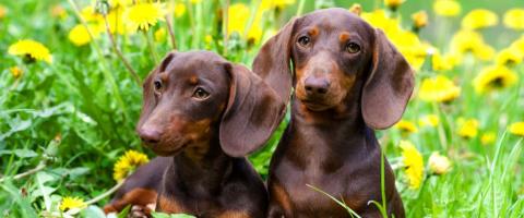 Dachshund Breed Guide | Characteristics & Care Information Dachshund Breed Guide | Characteristics & Care Information