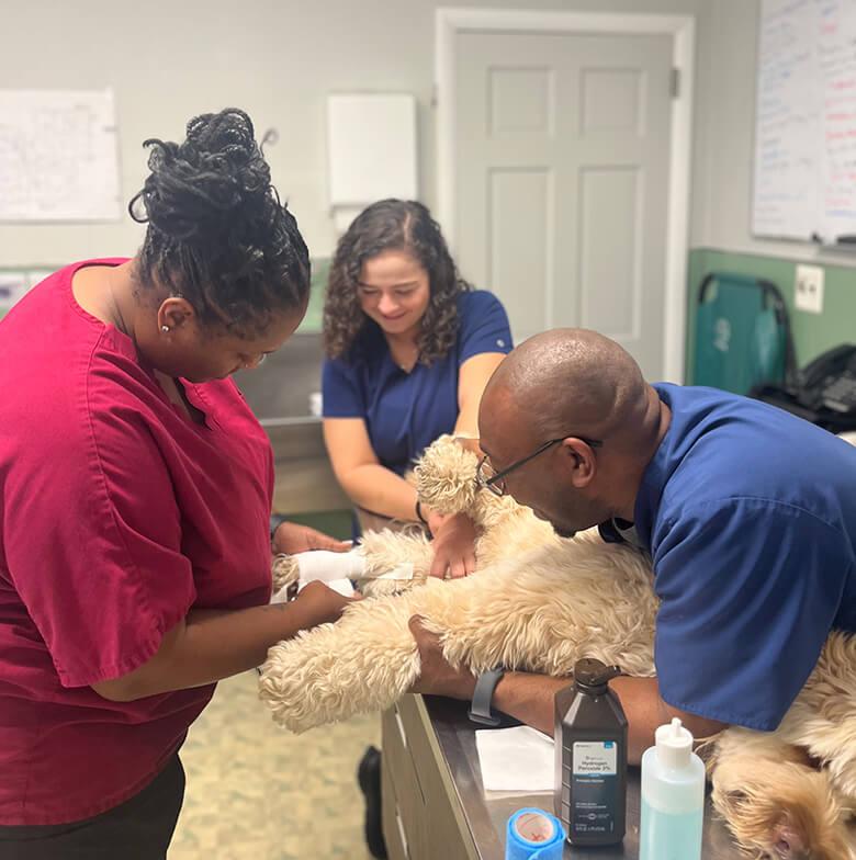 pet vet in Verona NJ