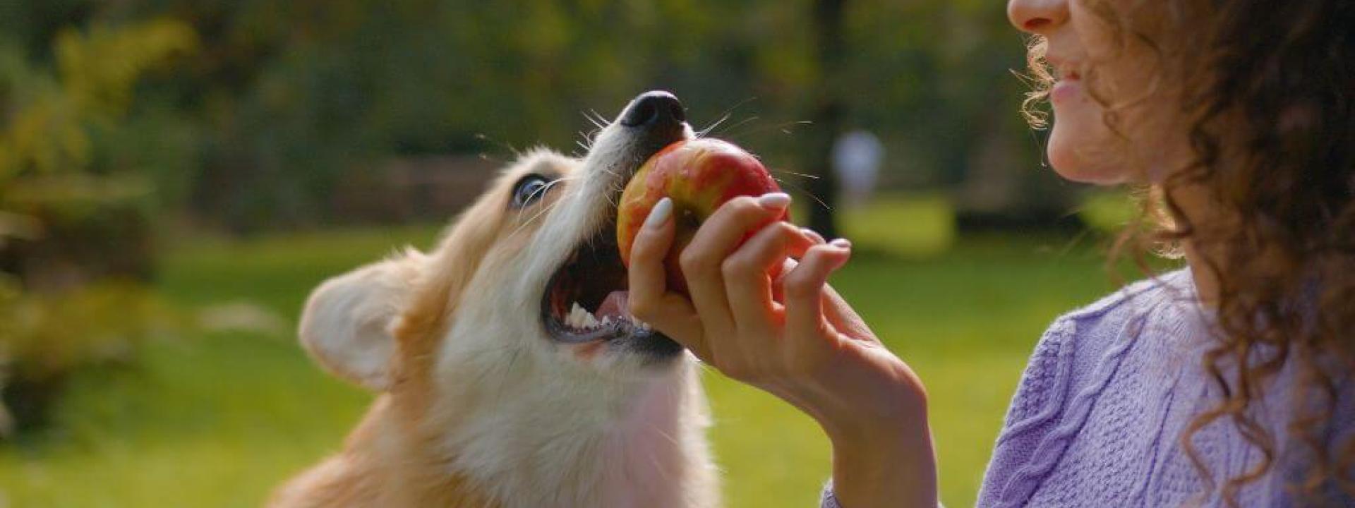 Can My Dog Eat That? A Veterinarian's Take on the Internet's Most Asked Foods for Dogs Pet owner feeding dog apple. Can dog's eat apples?